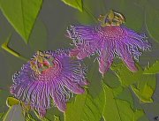 passion flowers