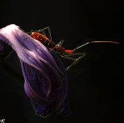 red bug on old flower