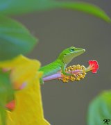 lizard on hibiscus flower
