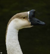 goose