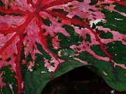 red and green leaf