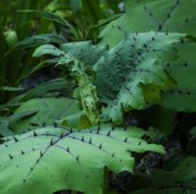 big leaves with thorns in veins