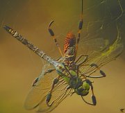 dragonfly and spider