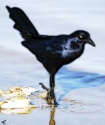 grackle at beach