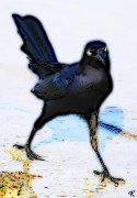 grackle on sand