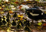 mother duck with 14 ducklings