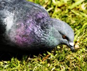 pigeon