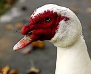 duck with grass on bill