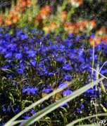 flowers in contrasting colors